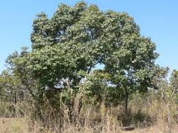 Image result for Uapaca