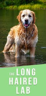 Long Haired Lab All You Need To Know About Long Labrador Coats In 2020 Dog Breeds Little Working Dogs Breeds Tiny Dog Breeds