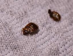 Unless absolutely necessary, no toxic methods are used. Voyd Bed Bug Treatment In Seattle Washington March 30 2021 At Seattlewalocal Com
