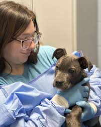 Colbert County Animal Shelter