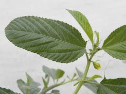 Image result for Corchorus olitorius