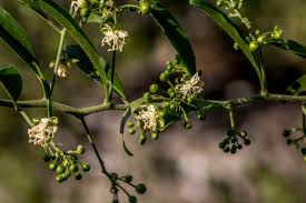 Image result for Capparis fascicularis