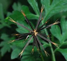 Image result for Bidens bipinnata