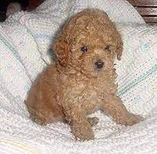 Maybe you would like to learn more about one of these? Miniature Poodle These Dogs Are Great For Families With Kids But Can Be High Strung Poodle Puppy Toy Poodle Puppy Dog Toys