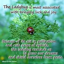 Ladybug Often A Symbol Of Resurrection And Renewing Skymomma Animal Spirit Guides Spiritual Animal Animal Medicine