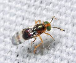 Image result for Microcharis