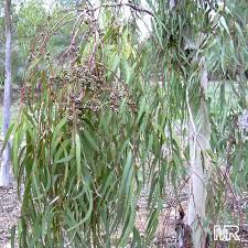 Image result for Eucalyptus camaldulensis