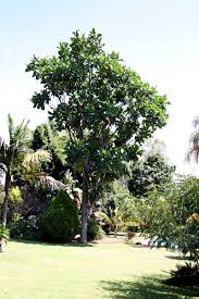 Image result for Anthocleista