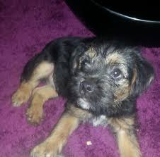 Blue Tan Border Terrier Puppies Available Now Bradford West Yorkshire Pets4homes Puppy or adult, take your border terrier to your veterinarian soon after adoption. blue tan border terrier puppies
