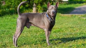 We did not find results for: Do You Know About The Adorable Thai Ridgeback K9 Web