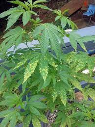 Maybe you would like to learn more about one of these? Cannabis Leaf Symptoms Plant Problems Marijuana Nutrient Deficiencies Grow Weed Easy