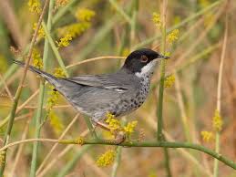 Image result for Cynorkis brevicalcar