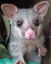 Living With Possums Australian Native Animals Australian Animals Australia Animals