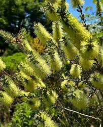 Image result for Callistemon