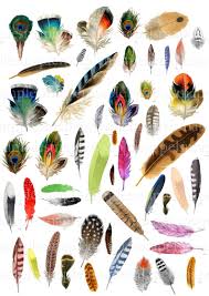 Birds Of A Feather 2020 Itv Birds Feathers Clipart Digital Collage Sheet Jpeg Instant Download Bird Feathers Clipart Digital Scrapbook Paper Bird Feather Card Making In 2020 Digital Scrapbook Paper Digital Collage Sheets Collage Sheet