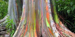 Menurut personel steven & coconut treez, tepeng meninggal dunia akibat penyakit yang diderita sejak beberapa tahun lalu. Keren Pohon Ini Berwarna Seperti Pelangi Merdeka Com