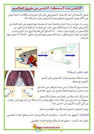 التنفس عند السمكة التنفس الغلصمي التنفس عن طريق الغلاصم موقع مدرستي
