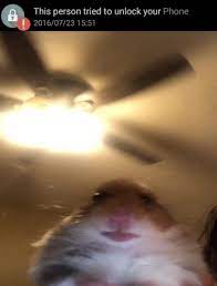Hamster Facetime Meme Gif