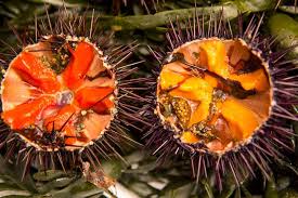 Oursins Une Passion Franco Japonaise Oursin Plateau De Sushi Fruits De Mer