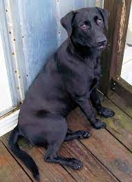 This sweet thing, a 2 year old flat coat retriever mix, was rescued along with her pupp…ies earlier this year. Adopt Remi On Petfinder Labrador Retriever Labrador Labrador Retriever Art
