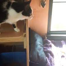 Our Home Is Their Playground Slomo Video Cats Catsofinstagram Catlovers Catskills Cat Lovers Cat S Cats Of Instagram