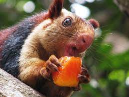 Indian Giant Squirrel Yahoo Image Search Results Indian Giant Squirrel Giant Squirrel Squirrel