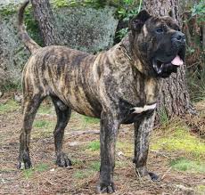 Rehome buy and sell, and give an animal a forever home with preloved! Perro De Presa Canario Native Breed Org