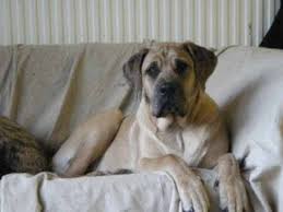 Learn more concerning each dog breed before you opt for a puppy for sale. Daniff Great Dane Mastiff Mix Breed Full Guide Spockthedog Com