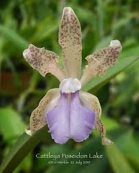 Find out more from webmd's slideshow about common poisonous plants and how to avoid them. Cattleya Poseidon Lake