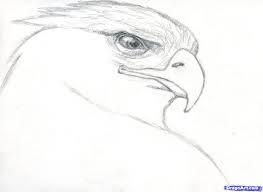 Please do not flame or insult the artworks. Easiest Realistic Animal To Draw Novocom Top