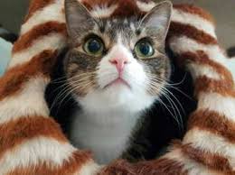 Page 1 of 164 jobs. Vets In Doncaster Bentley Road Vets Independent Vets Open Sundays