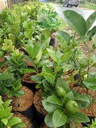 Jual bibit pohon buah tin jual bibit tanaman dan jasa. Jual Bibit Buah Jeruk Lemon Jumbo Hasil Cangkok Jual Ikan Koi Murah