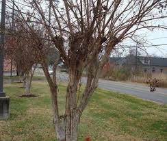 Maybe you would like to learn more about one of these? Don T Commit Crape Murder The Wrong And Right Ways To Prune A Crape Myrtle Tree Home Garden Nola Com