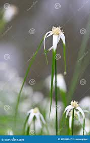 Image result for Rhynchospora brownii