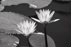 We did not find results for: Lotus Flowers In Black And White Photograph By Colleen Cornelius