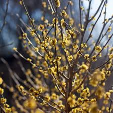 Image result for Linderniella