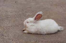 Do Rabbits Sleep At Night Petsial