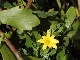 Image result for Chrysanthemoides