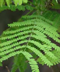 Jan 28, 2019 · trees having a leaf that is pinnately compound will have leaflets growing from several places along the stalk or rachis—there can be as many as 21 leaflets and as few as three. Palmate And Pinnate Compound Leaves