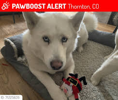 Lost Dog Aqua in Colorado
