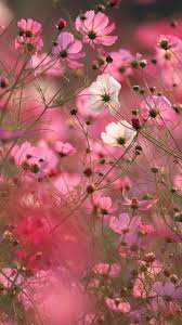 Nature Flower Wallpaper Hd For Mobile Cloud wallpaper nature wallpaper mobile wallpaper dark cloud extreme weather clouds wallpapers wallpaper s wall papers. nature flower wallpaper hd for mobile