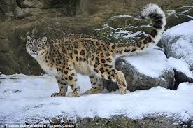 Pin De Michael En 0animal Drawings Leopardo De Las Nieves Animales Leopardo