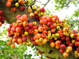 Image result for Ficus chirindensis