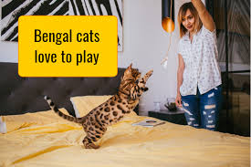 Video of cat kneading a person. Why Do Bengal Cats Knead