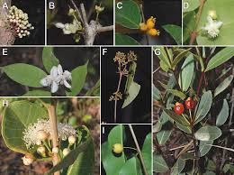 Image result for Eugenia natalitia