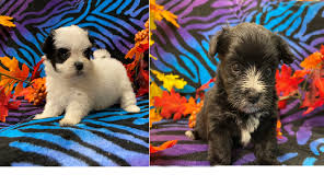 Looking for yorkshire terrier puppies? Morkies Maltipoo Puppies For Sale In Georgia Kat S Kennel