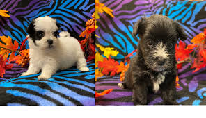 Our puppies will be up to date on vaccines and will have a. Morkies Maltipoo Puppies For Sale In Georgia Kat S Kennel