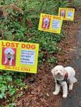 Image result for lost dog signs