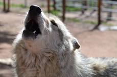 Howl O Ween