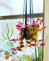 Image result for Tradescantia zebrina